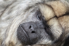 Banham-Zoo-053