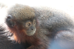 Banham-Zoo-054