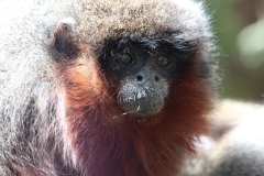 Banham-Zoo-055