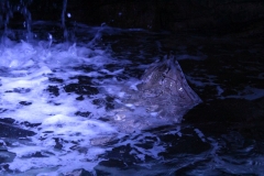Sealife-London-003