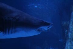 Sealife-London-004