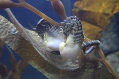Sealife-London-006