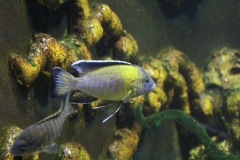 Sealife-London-007