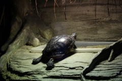 Sealife-London-008