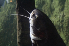 Sealife-London-009