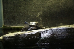 Sealife-London-010