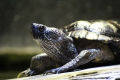 Sealife-London-011