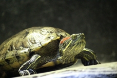 Sealife-London-012
