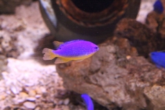 Sealife-London-013
