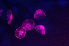 Sealife-London-014