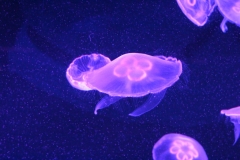 Sealife-London-015