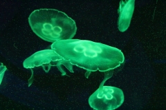 Sealife-London-016