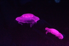 Sealife-London-017