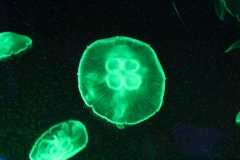 Sealife-London-018