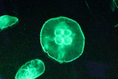 Sealife-London-019