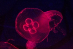 Sealife-London-020