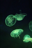 Sealife-London-022