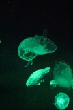 Sealife-London-023