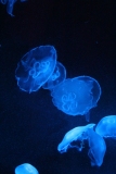 Sealife-London-024