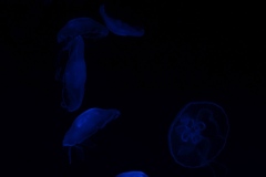 Sealife-London-025