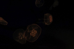 Sealife-London-026