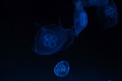 Sealife-London-027