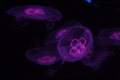 Sealife-London-028