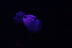 Sealife-London-031
