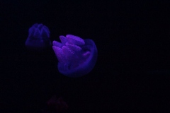 Sealife-London-032