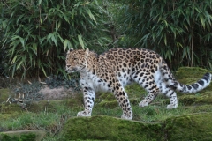 Colchester-038