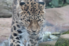 Colchester-041