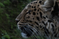 Colchester-047