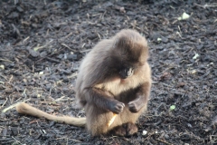 Colchester-053