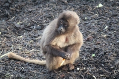 Colchester-054