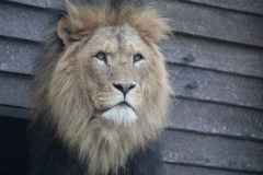 Colchester-058