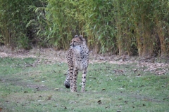 Colchester-067