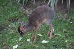 Colchester-069