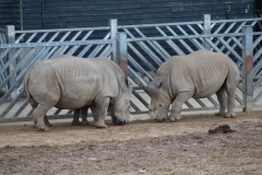 Colchester-070