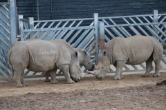 Colchester-071