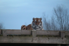 Colchester-074