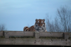 Colchester-075