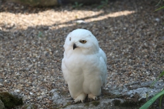 20180707 - Banham Zoo