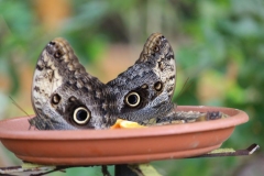 Whipsnade-003