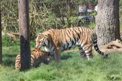 Whipsnade-012