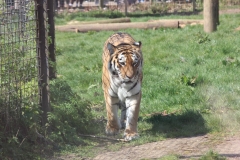 Whipsnade-013