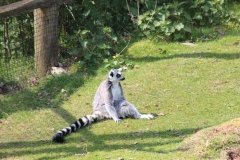 Whipsnade-024