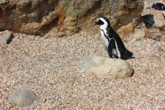 Whipsnade-030
