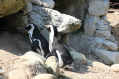 Whipsnade-031