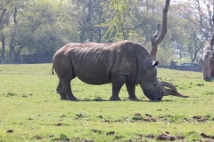 Whipsnade-036