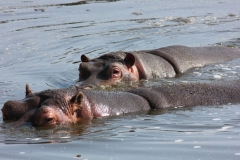 Whipsnade-050